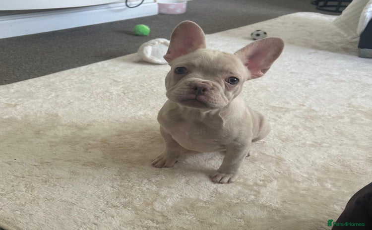 French Bulldog dogs - Advert 3