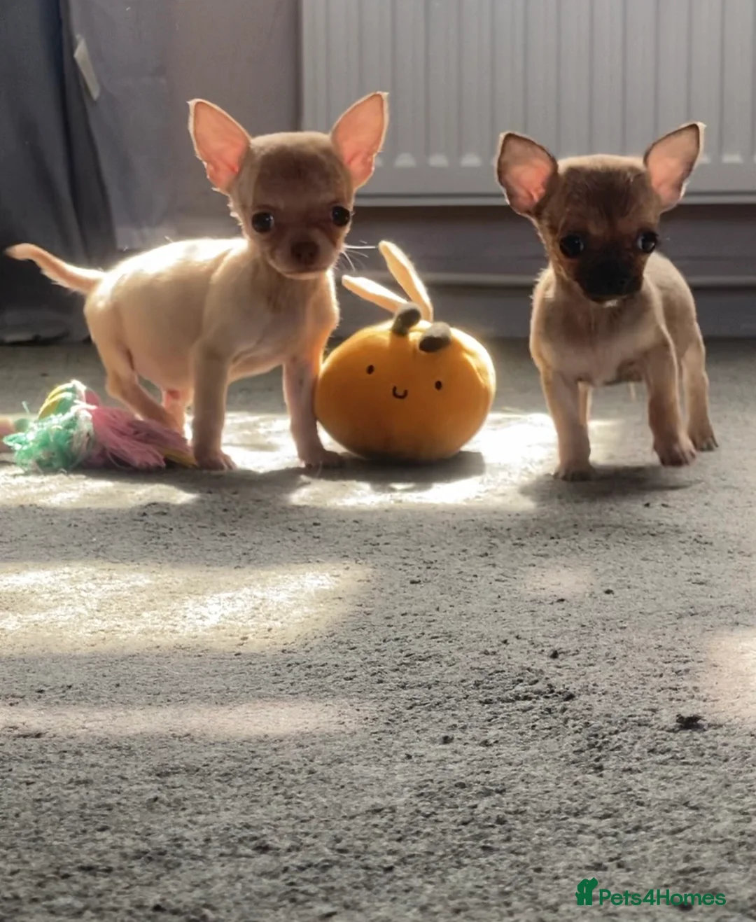 Chihuahua dogs for sale: Ready now Just two boys left. vet checked 1st vac - Advert 2
