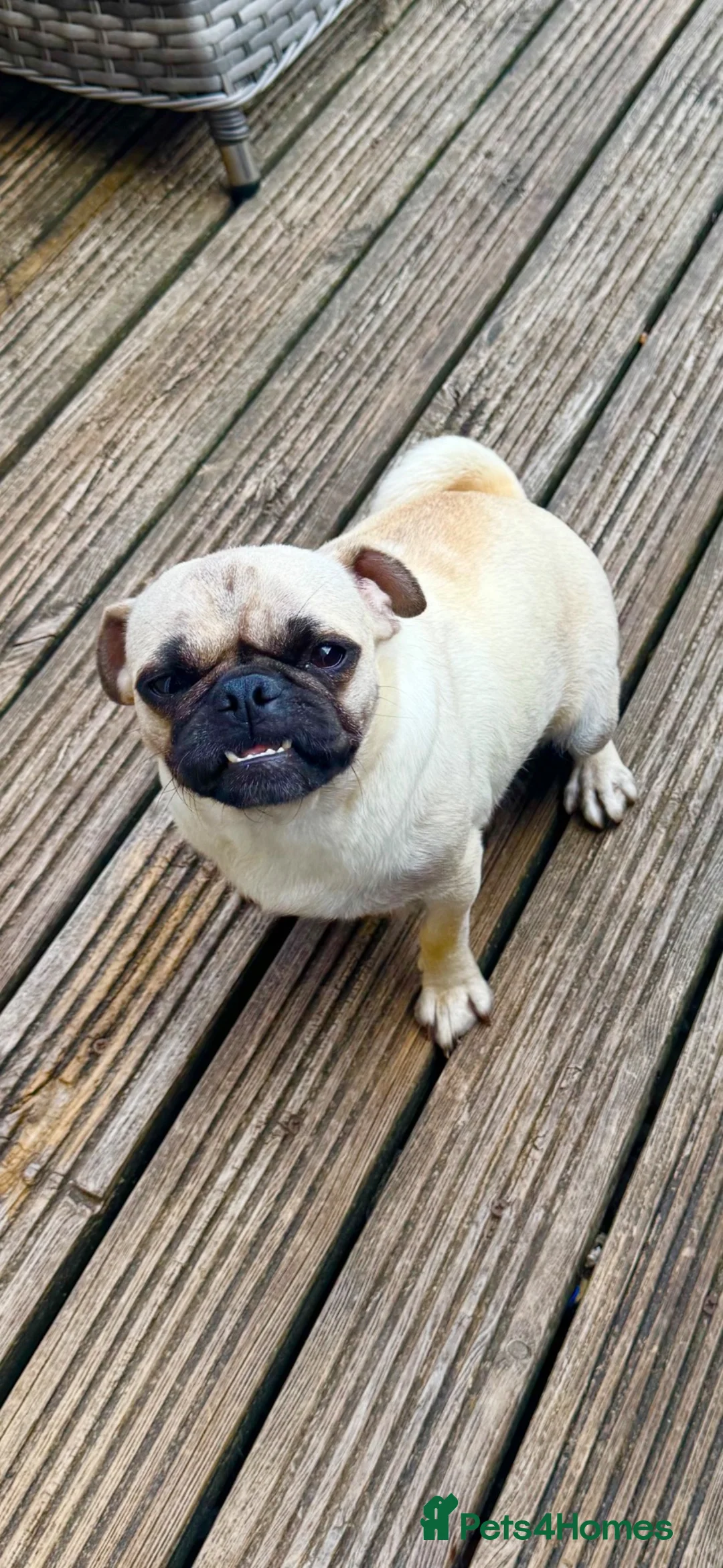 Pug dogs for sale: Pug Girl Aged 1yrs - Advert 3