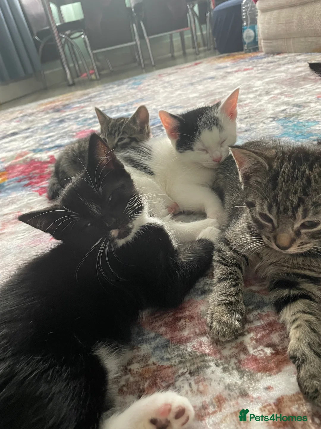Mixed Breed cats for sale: 1 boy and 3 girls  - Advert 17
