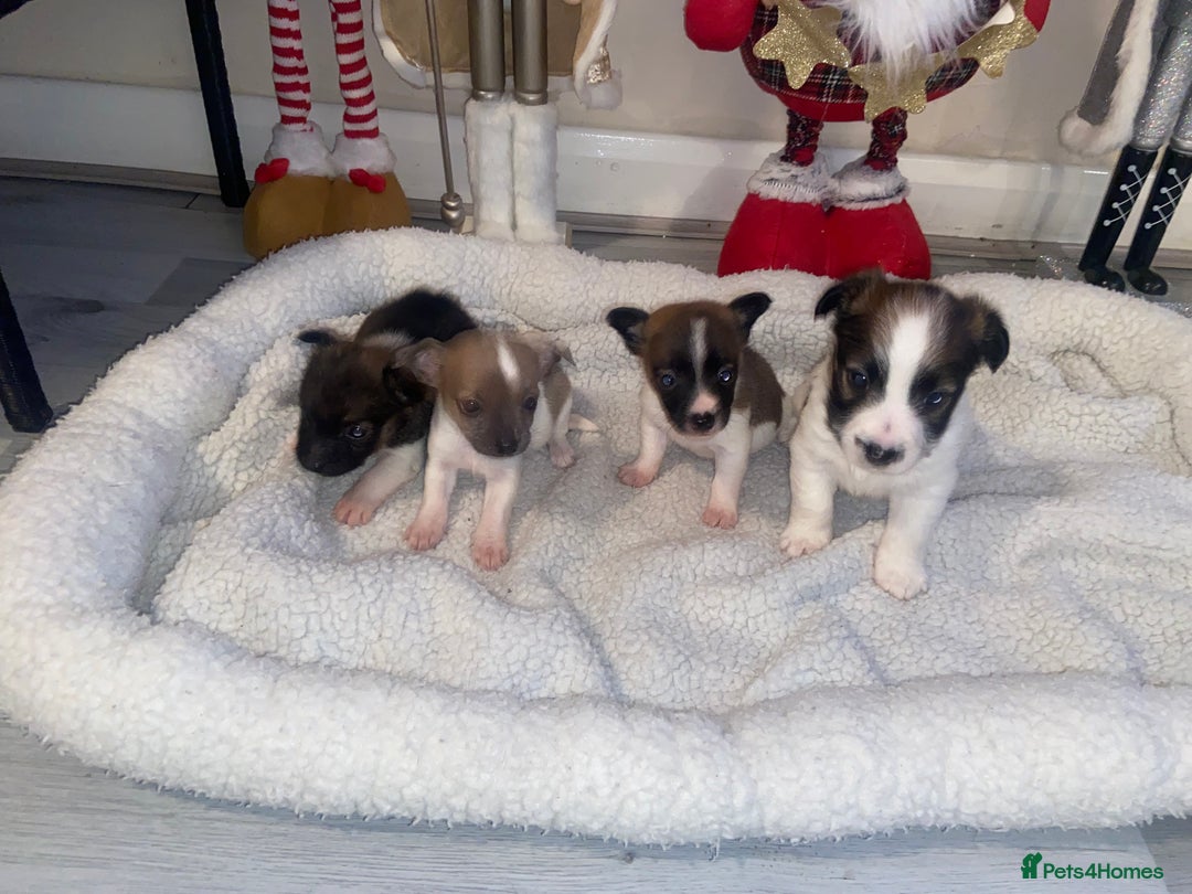 Jack Russell dogs for sale: Beautiful jackrussels pup - Advert 5