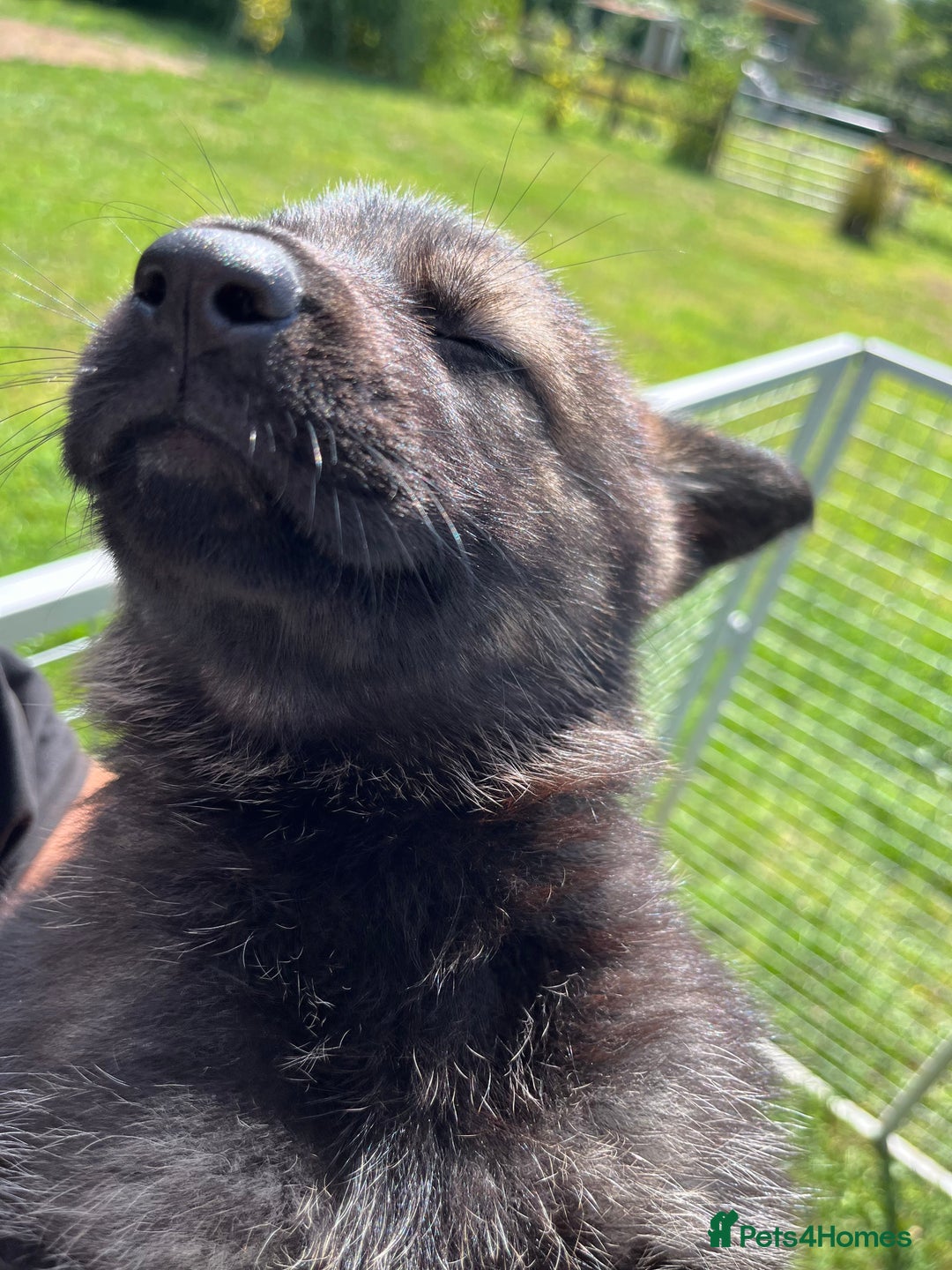 German Shepherd dogs for sale: German Shepherd Pups  - Image 11