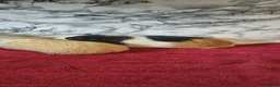 Guinea Pig rodents for sale: 2 6 month old female  - Advert 4