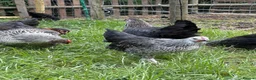 Chickens poultry for sale: Point of lay hens  silver sussex - Advert 11
