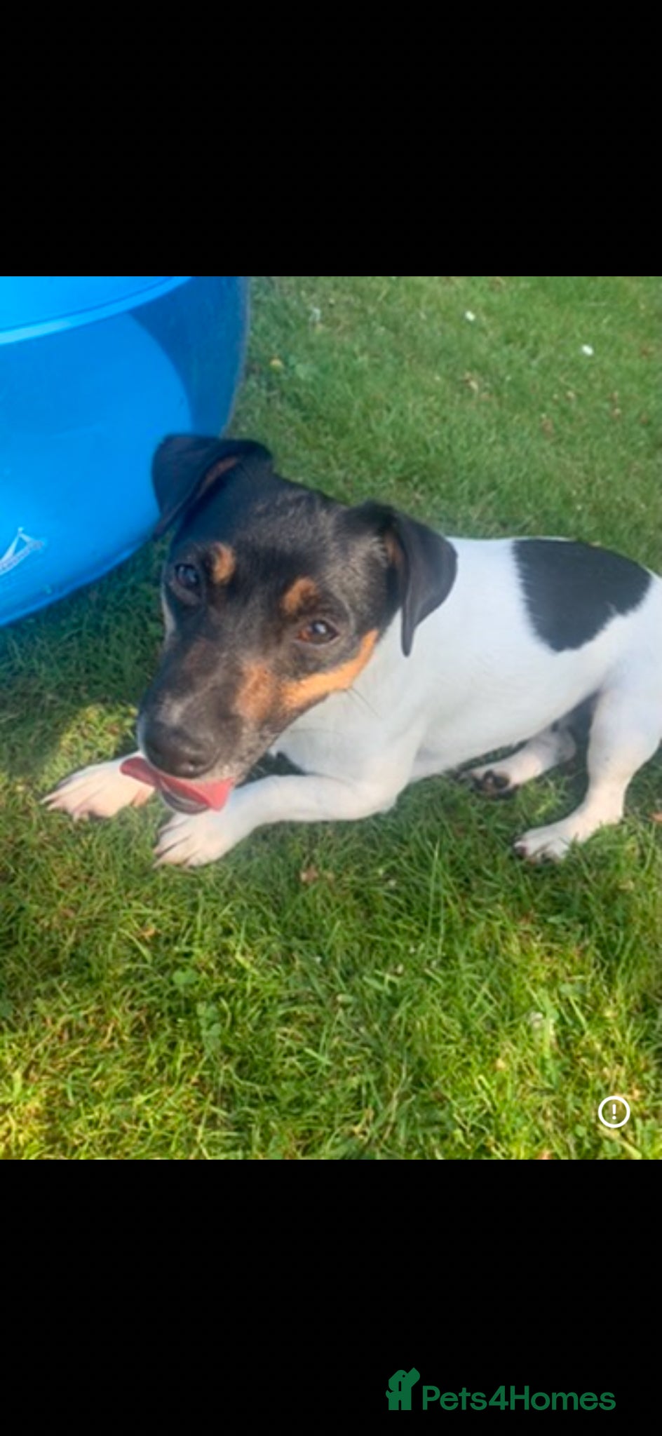 Jack Russell dogs Beautiful Jack Russell boy - Advert 2