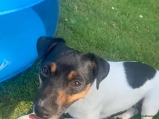 Jack Russell dogs Beautiful Jack Russell boy - Advert 2