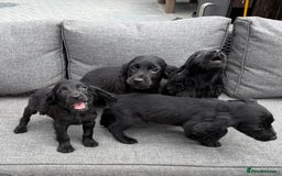 Cocker Spaniel dogs for sale: Cocker spaniel puppies🐶 - Image 8