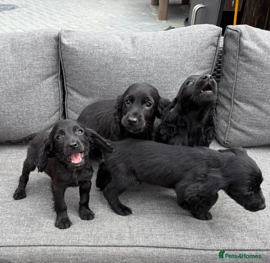 Cocker Spaniel dogs for sale: Cocker spaniel puppies🐶 - Image 8