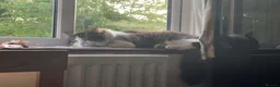 Mixed Breed cats for sale: Norwegian forest cat mix - Advert 4