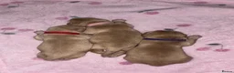 Labrador Retriever dogs for sale: Labrador Retriever Puppies - Advert 4
