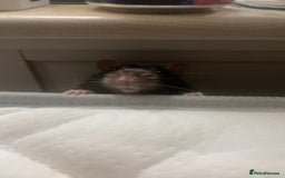 Rat rodents for sale: Friendly male rat need home quick - Image 4