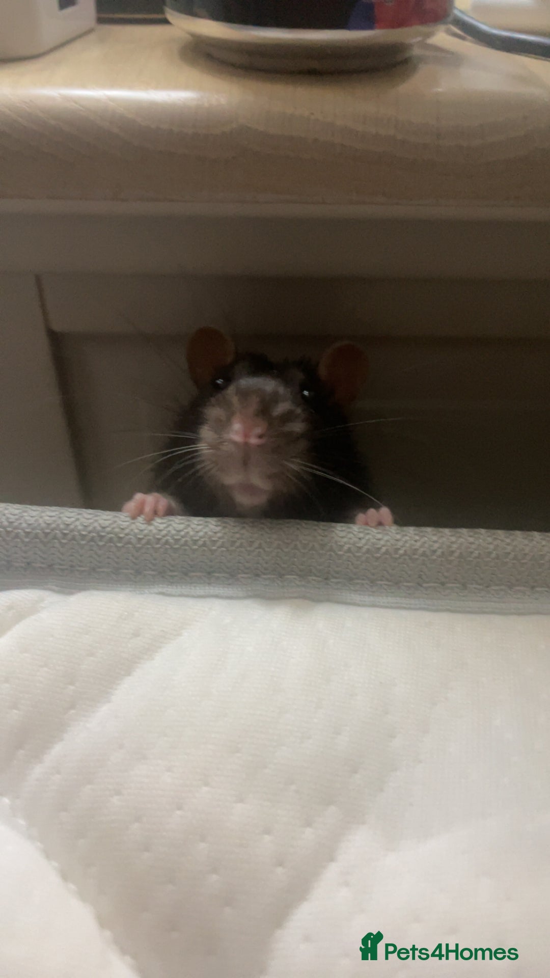Rat rodents for sale: Friendly male rat need home quick - Image 4