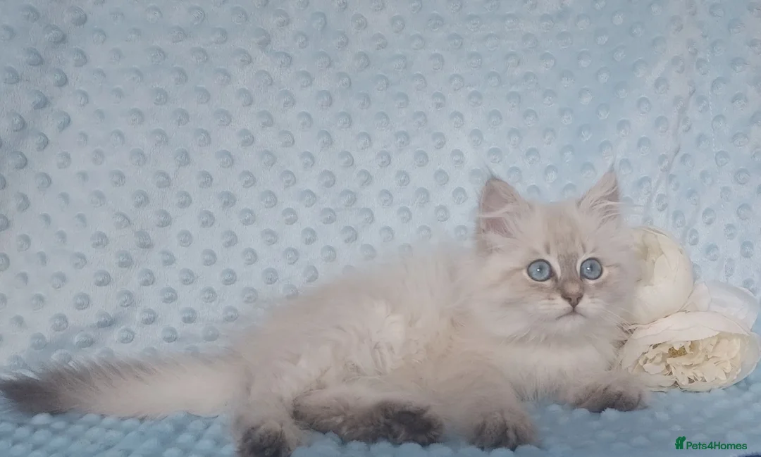 Siberian cats for sale: GCCF Registered Siberian Kitten For Sale  - Advert 2
