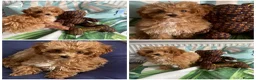 Maltipoo dogs for sale: RARE Asian teddy face maltipoo male puppy  **  - Advert 1