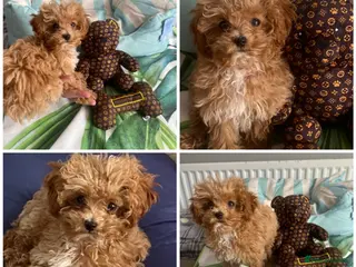 Maltipoo dogs RARE teddy face Asian maltipoo male puppy - Advert 5