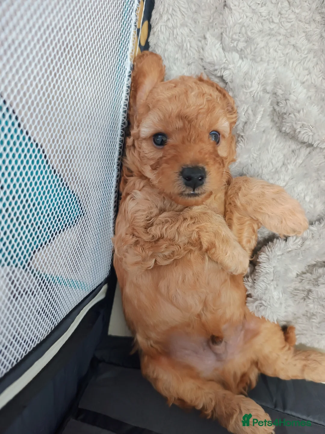Cockapoo dogs for sale: Cockerpoo  in Stoke-on-Trent - Advert 2