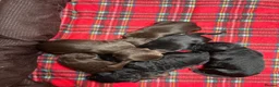 Cockapoo dogs for stud: Stunning Fully Health Tested F2b Cockapoo Proven ! - Advert 33