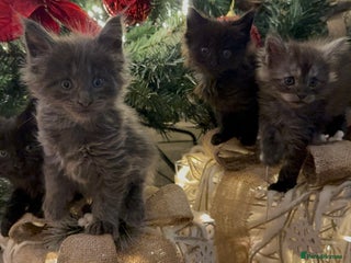 Maine Coon cats 🌟 Stunning Maine Coon Kittens 🌟 - Advert 1