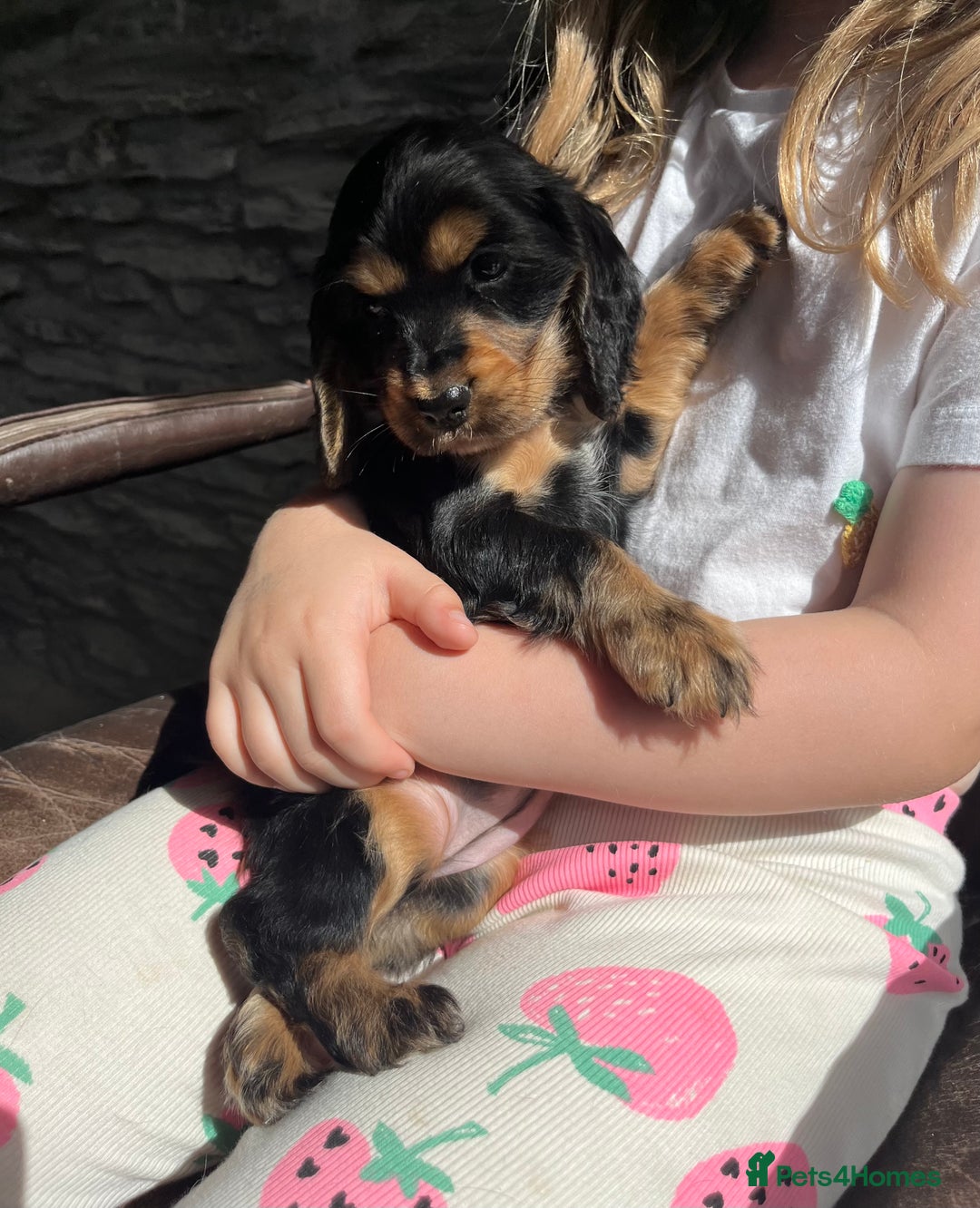 Cocker Spaniel dogs for sale: KC Health tested show type cocker spaniel puppies - Image 11