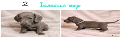 Miniature Dachshund Puppy 2