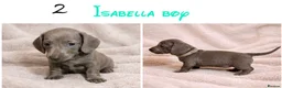 Miniature Dachshund dogs for sale: Miniature dachshund puppies - Advert 3