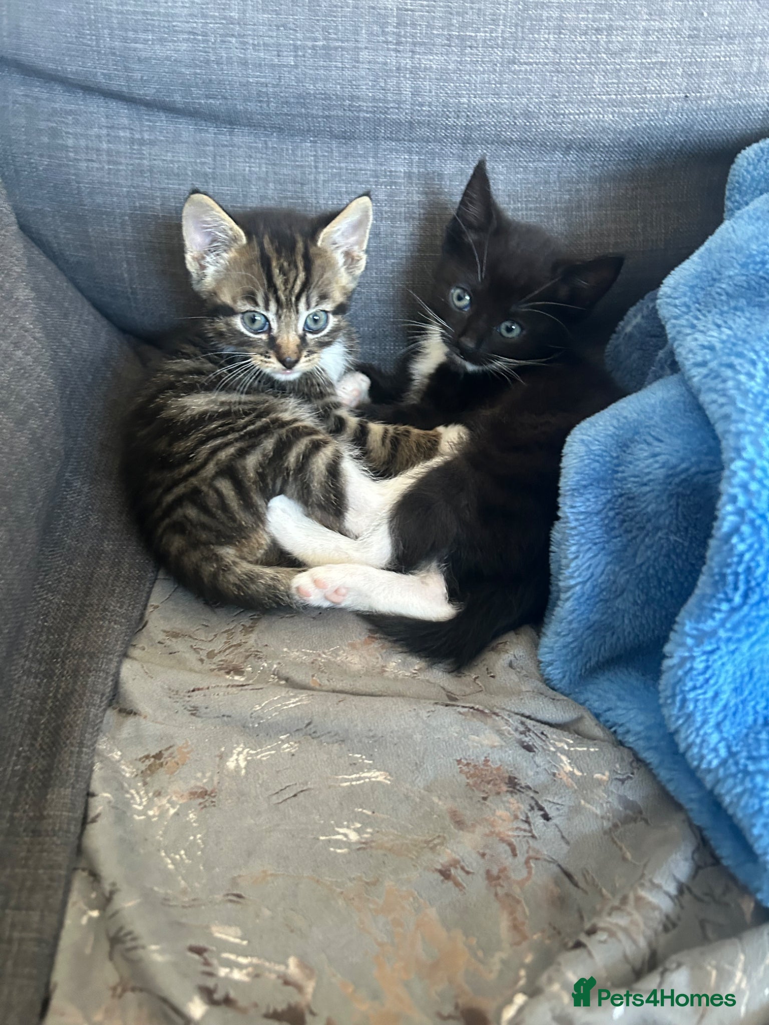 Mixed Breed cats 3 kittens breed is bengal/tabby/tuxedo mix  - Advert 2