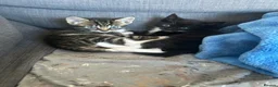 Mixed Breed cats for sale: 3 kittens breed is bengal/tabby/tuxedo mix  - Advert 1