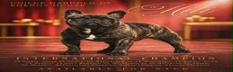 French Bulldog dogs for stud: INTERNATIONAL CHAMPION MILI — AVAILABLE AT STUD - Advert 4