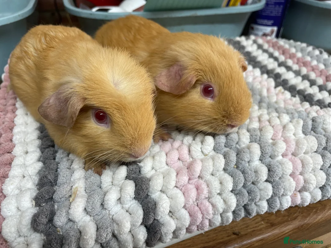 Guinea Pig rodents for sale: Crested and Smooth Boys - Advert 1
