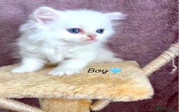 Persian cats for sale: Purebred Persian Kittens Rare White Coat&Blue Eyes - Image 8