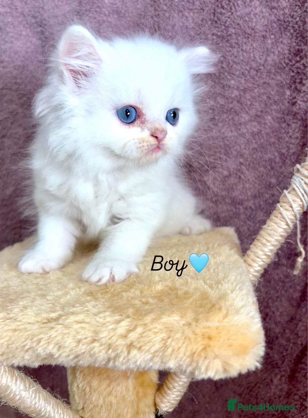 Persian cats for sale: Purebred Persian Kittens Rare White Coat&Blue Eyes - Image 8