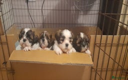 Shih Tzu dogs for sale: 3 Shih-tzu boys looking for forever home - Advert 1