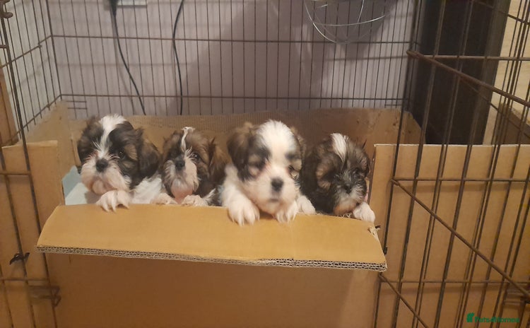 Shih Tzu dogs 3 Shih-tzu boys looking for forever home - Advert 1