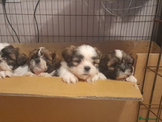 Shih Tzu dogs 3 Shih-tzu boys looking for forever home - Advert 1