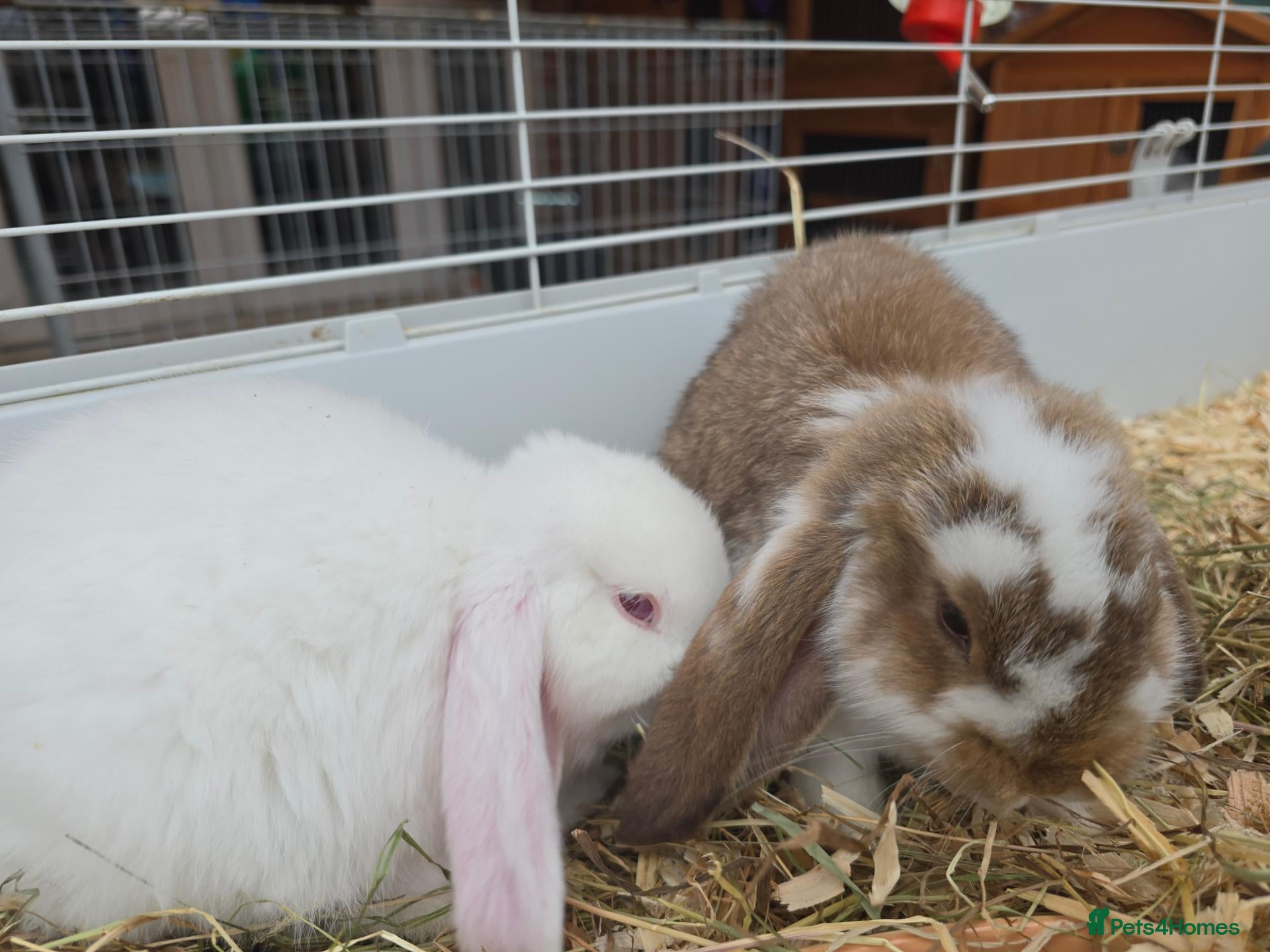 French Lop rabbits REDUCED!!! French lop bunnies - Advert 2