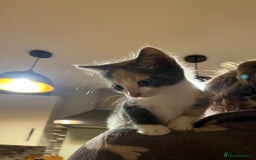 Maine Coon cats for sale: Fluffy crossed maine coon kittens for sale - Image 20