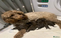 Toy Poodle dogs for sale: 3 chocolate brown toy poodles  - Image 4
