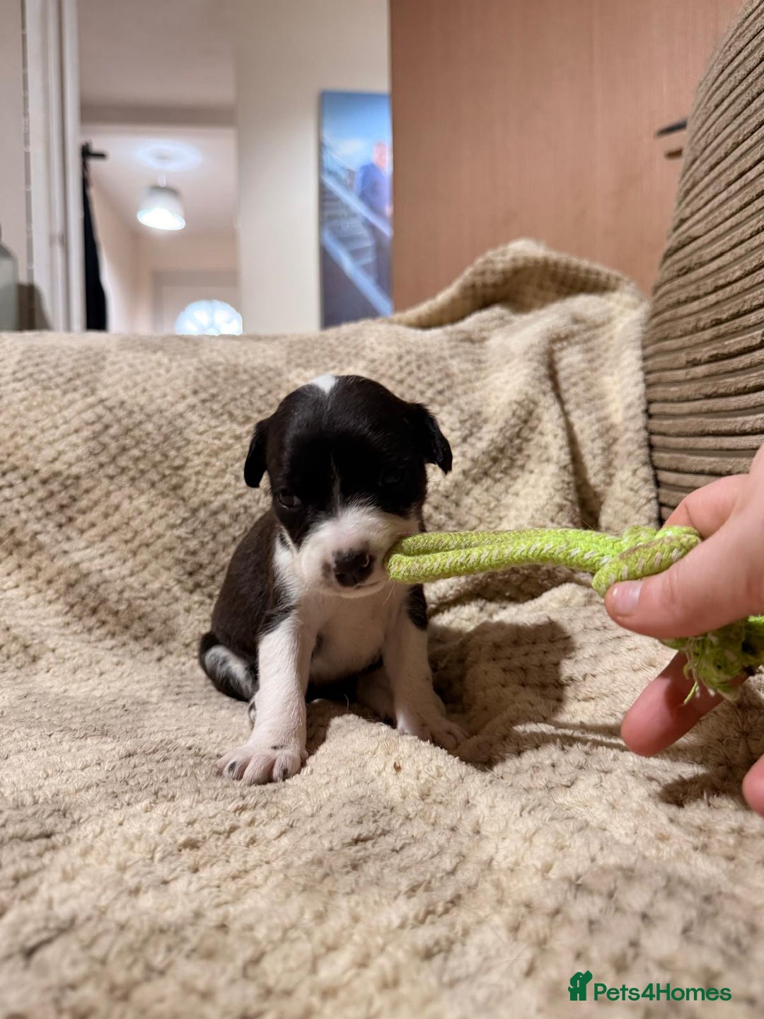 Mixed Breed dogs for sale: ✨🐾 3 Beautiful Female Puppies Available 🐾✨ - Advert 12