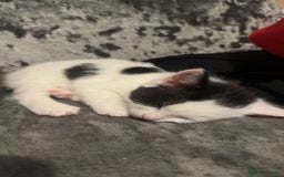 Mixed Breed cats for sale: Beautiful kittens  - Image 3