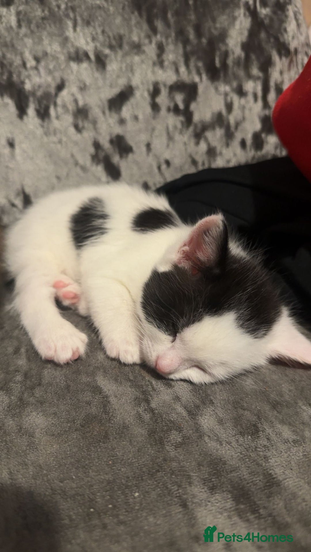 Mixed Breed cats for sale: Beautiful kittens  - Image 3
