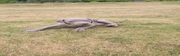 Weimaraner dogs for sale: Puppies  in Oxford - Advert 4
