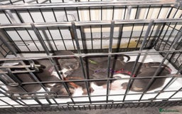 Staffordshire Bull Terrier dogs for sale: Blue tri Staffordshire bull terrier pups for sale  - Image 17