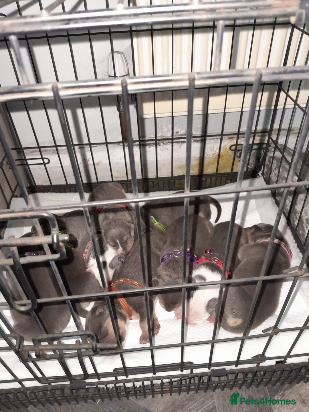 Staffordshire Bull Terrier dogs for sale: Blue tri Staffordshire bull terrier pups for sale  - Image 17