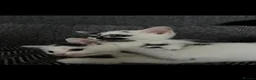 Domestic Shorthair cats for sale: Adorable kittens ready for forever homes 🩷 - Advert 5