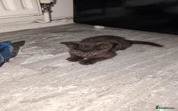 Mixed Breed cats for sale: 2 male kittens  - Image 2