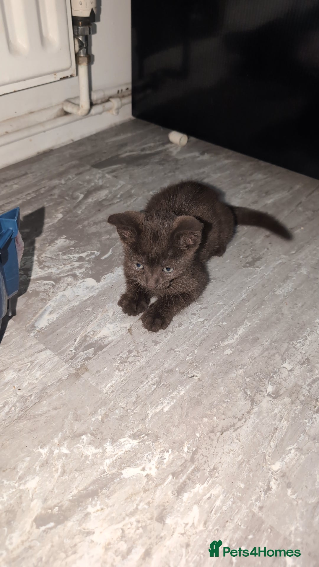 Mixed Breed cats for sale: 2 male kittens  - Image 2