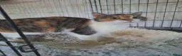 Mixed Breed cats for adoption: Willow for adoption in Doncaster - Advert 6
