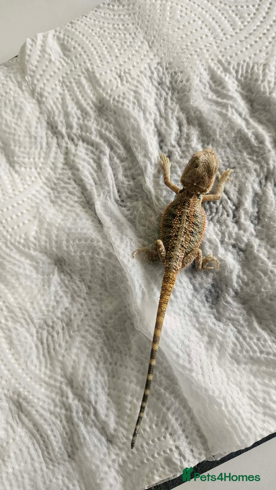 Bearded Dragon reptiles Bearded dragons - Advert 2