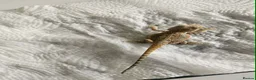 Bearded Dragon reptiles for sale: Bearded dragons in Hull - Advert 1