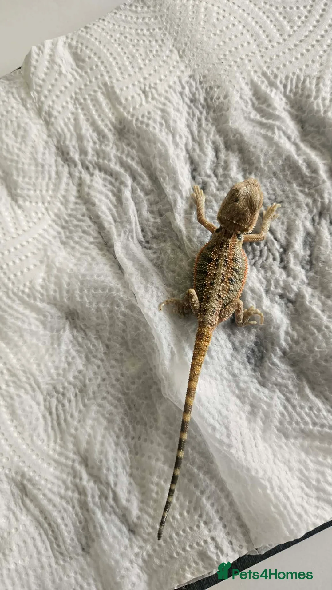 Bearded Dragon reptiles for sale: Bearded dragons in Hull - Advert 1